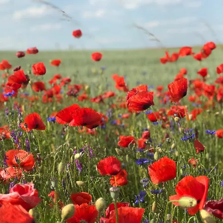 In Schmargendorf Bei Διαμέρισμα