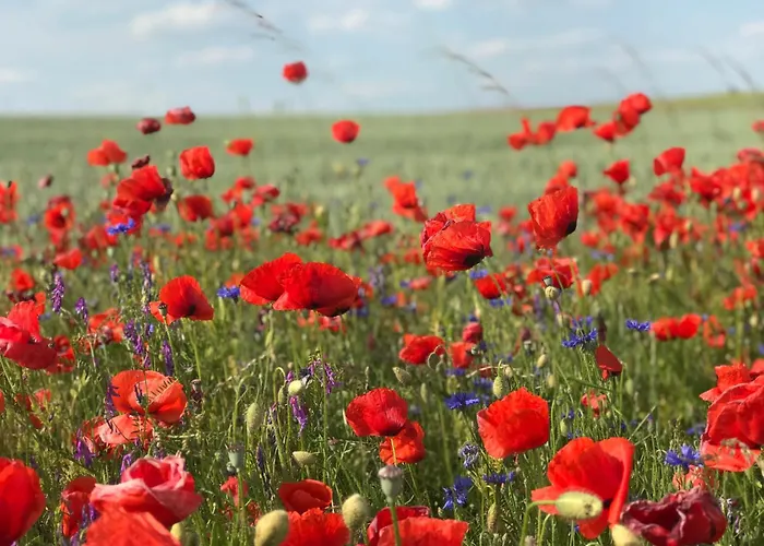 In Schmargendorf Bei Apartamento