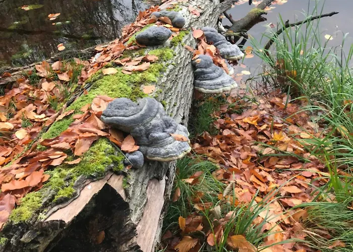 In Schmargendorf Bei